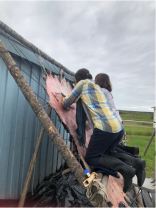 Juniper Redvers working on a moose hide with her mother. 