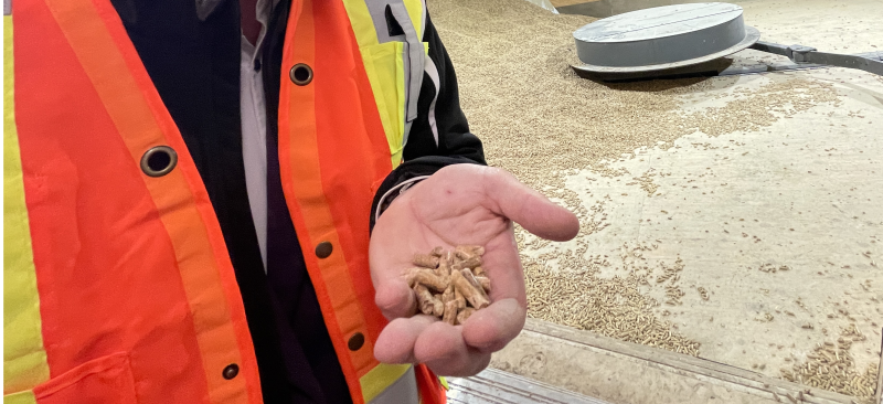 A hand shown holding biomass wood pellets, with piles of wood pellets in the background.