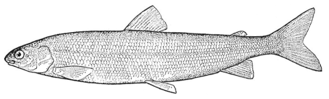 Black and white illustration of a round whitefish
