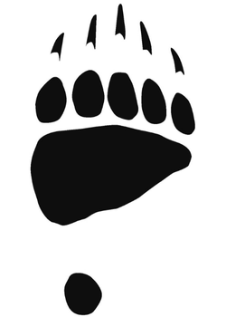 Grizzly bear print, front foot