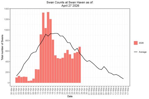 A bar graph should the 2026 daily swan counts versus the average number.